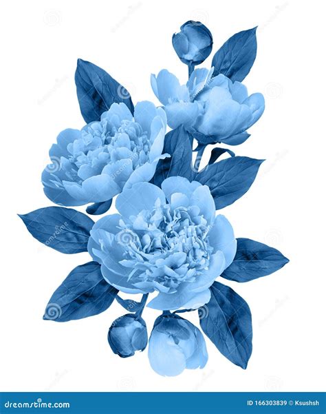 Blue Peony Flowers And Buds In A Floral Arrangement Stock Image Image