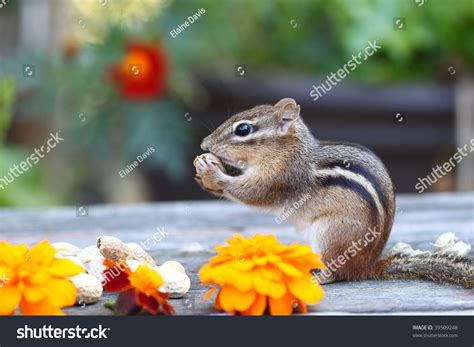 Little Chipmunk Eating His Nuts On A Outside Table With Flowers Stock