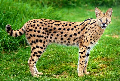 Pin By Milly On Felines In 2020 African Serval Cat Serval Cats Serval