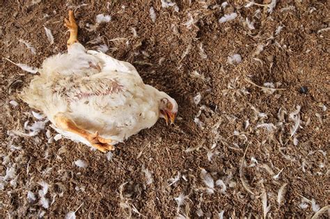 Dead Chicken In The Coop Heres What To Do Step By Step Guide Pet Keen