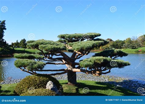 Pequeños árboles Japoneses Foto De Archivo Imagen 50877187