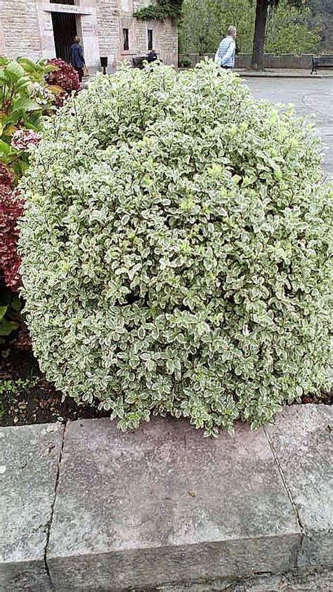 Biosfera vegetal Pitósporo Pittosporum tenuifolium Variegata