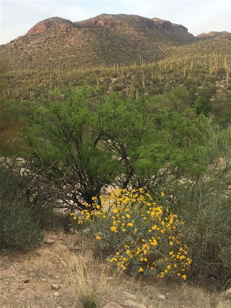Yellow Flowers In Sonoran Desert Sonoran Desert Native Plants