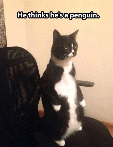 Tuxedo Cat Cute Animal Memes Funny Animal Photos Animal Jokes Funny