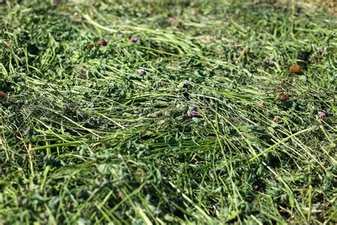 Red Clover Silage Realise The Full Potential