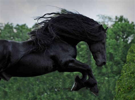 Watch And Be Captivated Friesian Stallion Frederik The Great Friesian