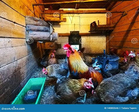 Beautiful Roosters Winter In The Hen House Stock Photo Image Of Full