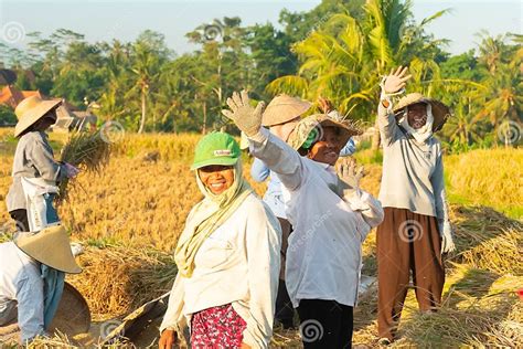 Bali Indonesia April 12 2018 Female Balinese Farm Workers Laugh As They Traditional Harvest