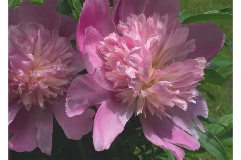 Pink Peony Flowers Free Stock Photo Public Domain Pictures