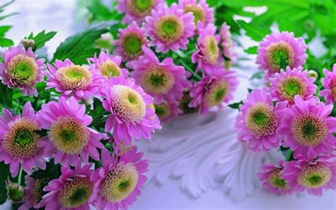 Free Download Flowers For Flower Lovers Flowers Wallpapers Hd Desktop