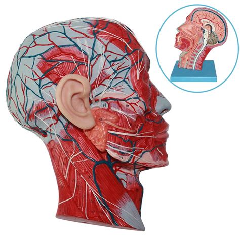 Buy FXQ Human Anatomy Science Models Brain Model Anatomiy Median