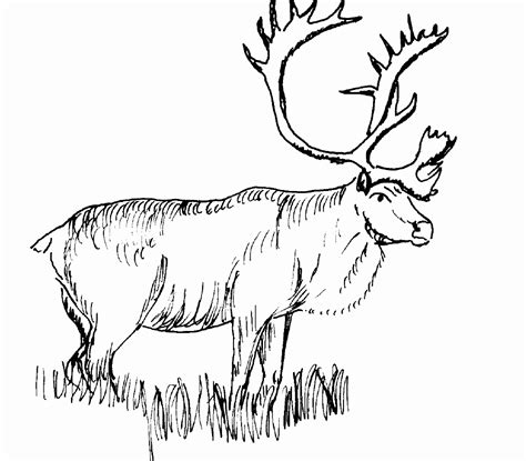 Free Realistic Animal Coloring Pages Realistic Animal Coloring Pages