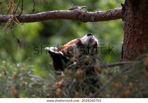 Red Panda Hiding Playing Tree Stock Photo 2028260765 Shutterstock