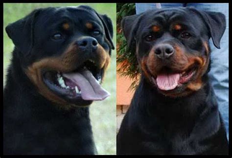 Adopt your own rottweiler puppy for sale today! Giant German Rottweiler Puppies for sale : King Rottweilers