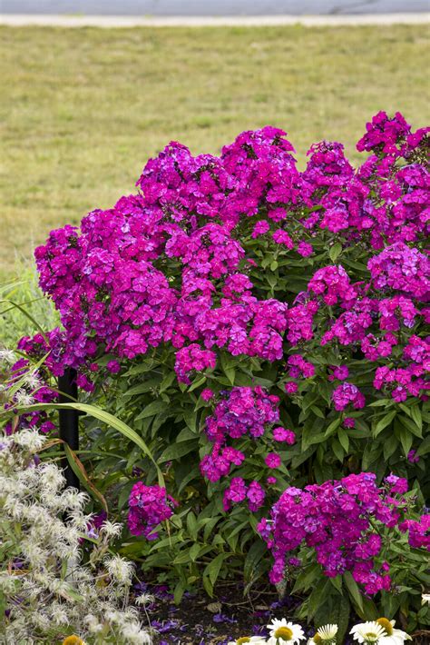 Luminary® Ultraviolet Tall Garden Phlox Phlox Paniculata Proven