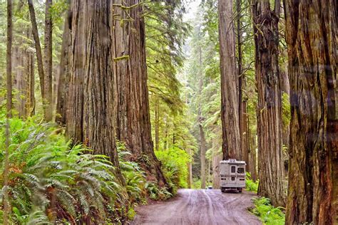 Jedediah Smith Redwoods State Park The Complete Guide