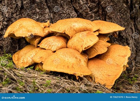 Tree Honey Fungus Stock Photo Image Of Nature Texture 73621070