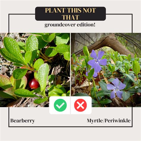 5 Native Plant Alternatives To Invasive Species Bright Lane Gardens