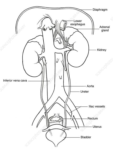 Urinary System Diagram Worksheet Sketch Coloring Page