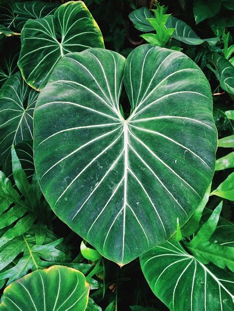 Hawaii 2014 Catalyst Plants Tropical Foliage Leaf Nature