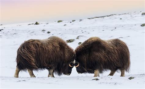 10 Animals Found In Greenland Worldatlas