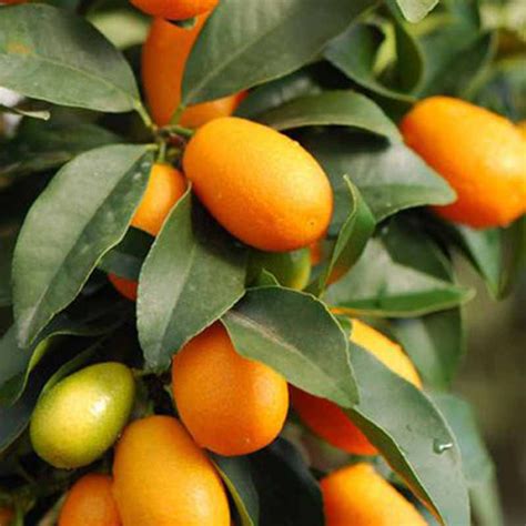 Sweet Lemonkumquatgrafted Fruit Plants And Tree Exotic Flora