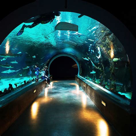 Loveland Living Planet Aquarium Draper 2022 All You Need To Know