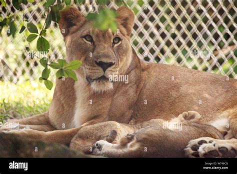 Nursing Female African Lioness Panthera Leo Feeding Her Young Cubs In