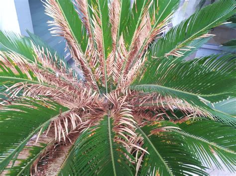 Cycas revoluta/Japanese sago palm disease - DISCUSSING PALM TREES 