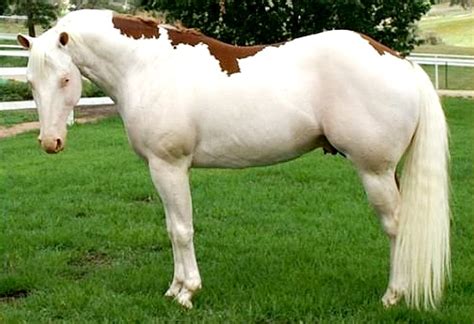 Splashed White All The Pretty Horses Beautiful Horses Animals
