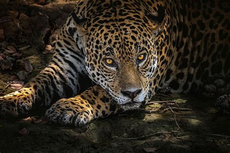 1080p Free Download Cats Jaguar Predator Animal Stare Hd