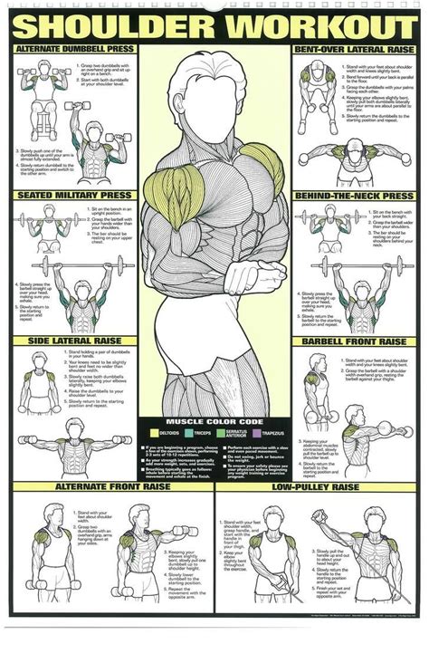 The Absolute Beginners Guide To Exercise Shoulder Workout Workout