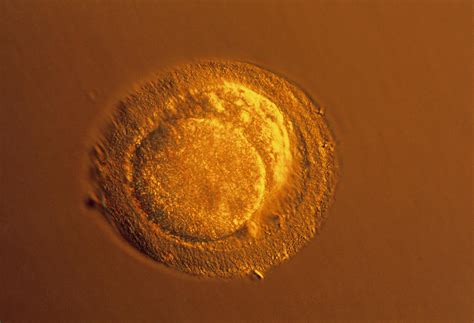 Lm Of Blastomeres Of A Two Cell Embryo Photograph By Dr Yorgos Nikas