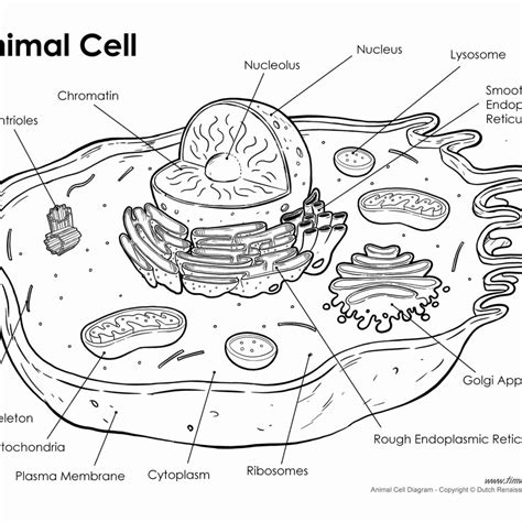 Mitochondria orange converts stored food into energy. Animal Cell Drawing at GetDrawings | Free download