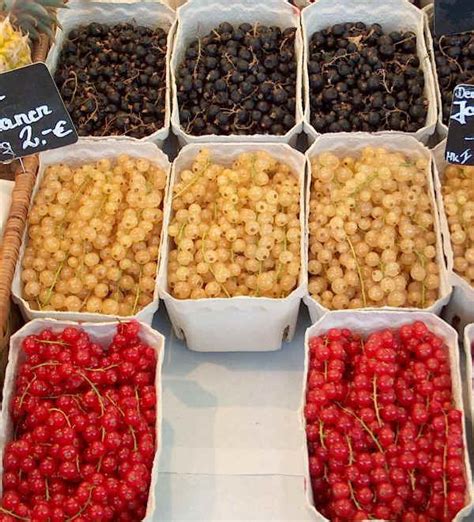 Nel giardino nespolo del giappone: Il ribes sia rosso che nero ha delle proprietà favolose ...