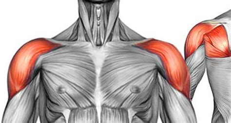 Shoulder Muscles Origins Insertions Actions And Exercises
