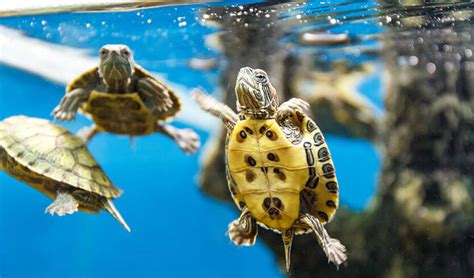 Really understanding helps you know when you're most fertile, says hillard. Turtles Melbourne SMALLEST Baby Turtles | CALL 1300 MYFISH