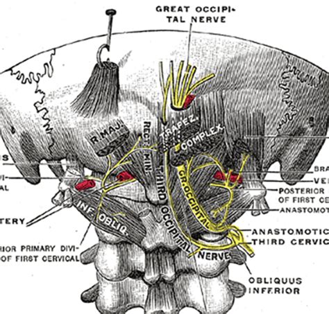 Occipital Neuralgia Awareness Day - Face Facts