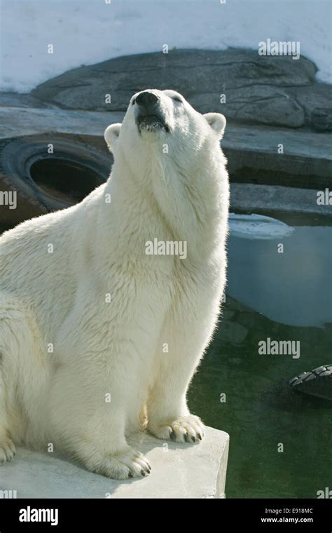 A Polar Bear In The Moscow Zoo Stock Photo Alamy