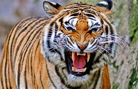 10 Most Dangerous Animals In Asia Planet Deadly Uk