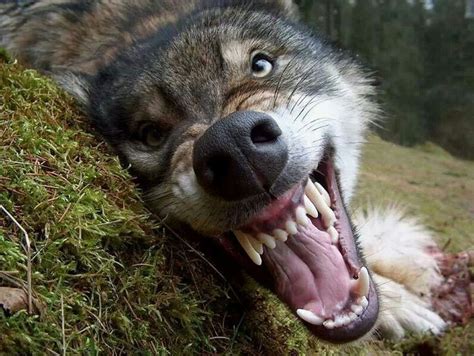 Growling Wolf Wolf Dog Animals Beautiful Wolves