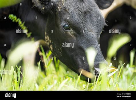 Agriculture Field Beef Cows In A Field Wagyu Cattle Herd Grazing On