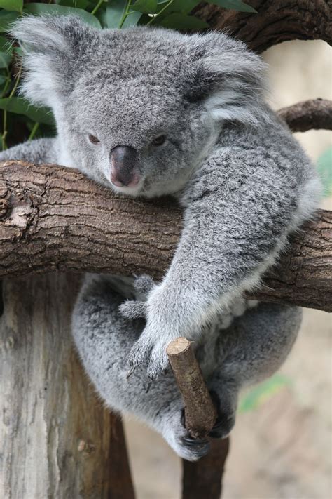 Yribana Koala Marsupial Koala Cute Animals