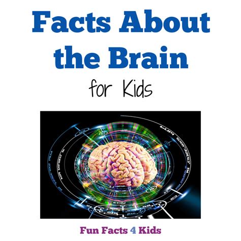 Facts About The Brain For Kids Fun Facts 4 Kids