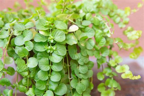 Creeping Jenny Plant Care And Growing Guide