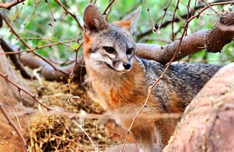 Red Fox Diet And Habitat Missmydesigns