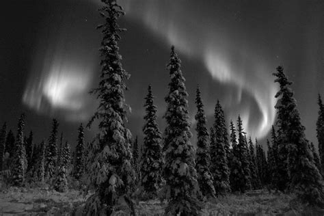Boreal Winter Black And White Day And Night Lee Petersen