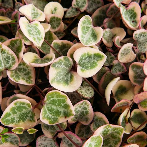 Ceropegia Woodii Variegated String Of Hearts Rare Succulents