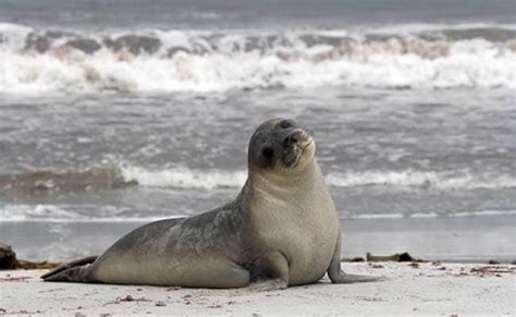 Endangered Fur Seals Dying On California Coast