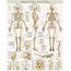 Laminated Skeletal System Poster  A2Z Science & Learning Toy Store